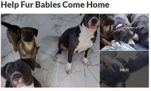 Help Fur Babies Come Home GoFundMe Boost ZumaFunder