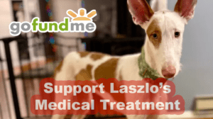 Support Laszlo’s Medical Treatment on GoFundMe News